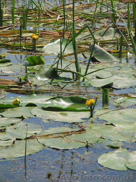 Отдых в Вилково!!! Двухдневый экскурсионный отдых "Уютный Вилковский дворик" - <ro>Изображение</ro><ru>Изображение</ru> #4, <ru>Объявление</ru> #1024405