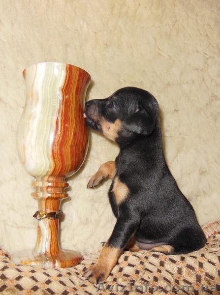 Продажа щенков той - терьера - <ro>Изображение</ro><ru>Изображение</ru> #4, <ru>Объявление</ru> #1055395