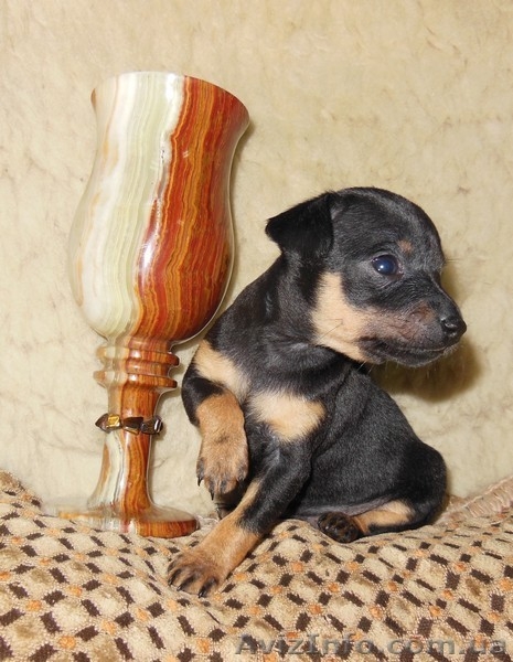 Продажа щенков той - терьера - <ro>Изображение</ro><ru>Изображение</ru> #5, <ru>Объявление</ru> #1055395