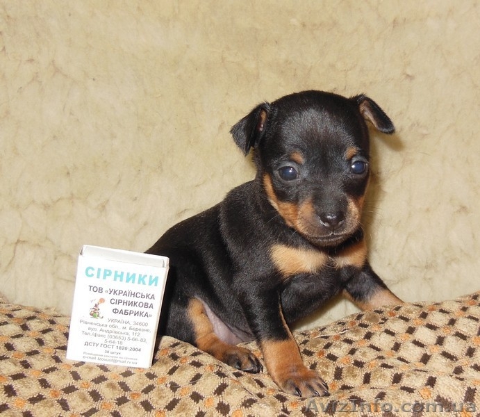 Продажа щенков той - терьера - <ro>Изображение</ro><ru>Изображение</ru> #6, <ru>Объявление</ru> #1055395