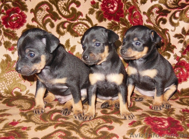 Продажа щенков той - терьера - <ro>Изображение</ro><ru>Изображение</ru> #3, <ru>Объявление</ru> #1055395