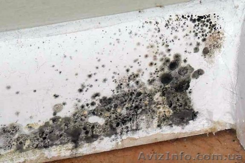 Устранение плесени и сырости в помещениях г. Одесса - <ro>Изображение</ro><ru>Изображение</ru> #3, <ru>Объявление</ru> #1058884