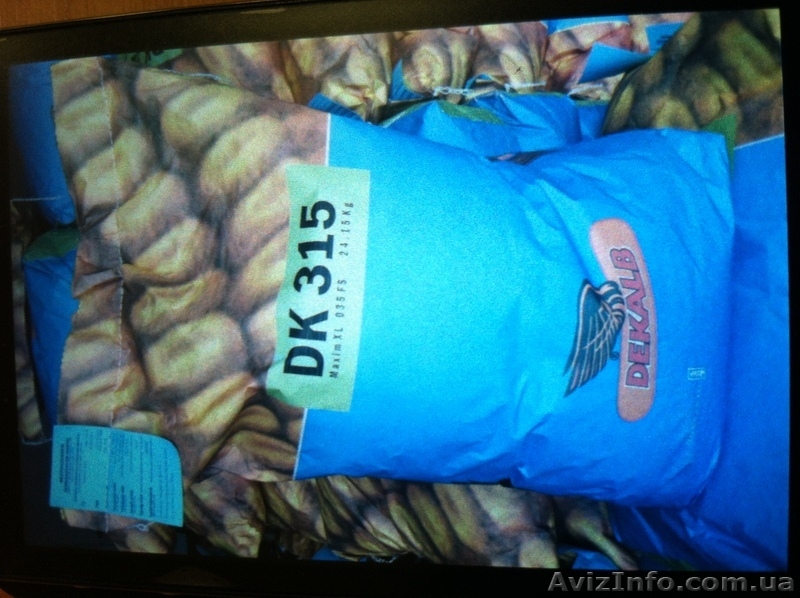 Семена кукурузы Монсанто ДК 315 - <ro>Изображение</ro><ru>Изображение</ru> #3, <ru>Объявление</ru> #1050733