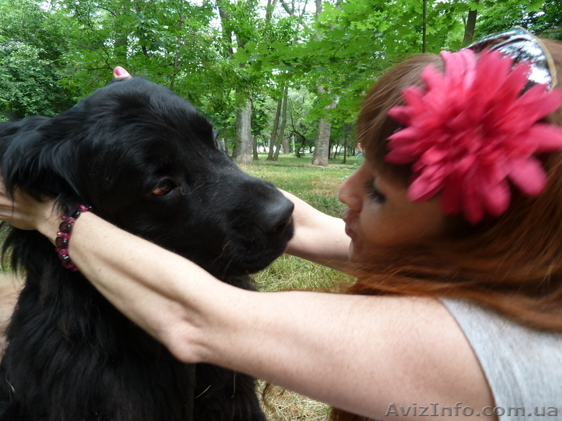 Мальчик  породистый  с родословной водолаз ищет   подружку. - <ro>Изображение</ro><ru>Изображение</ru> #3, <ru>Объявление</ru> #1049830