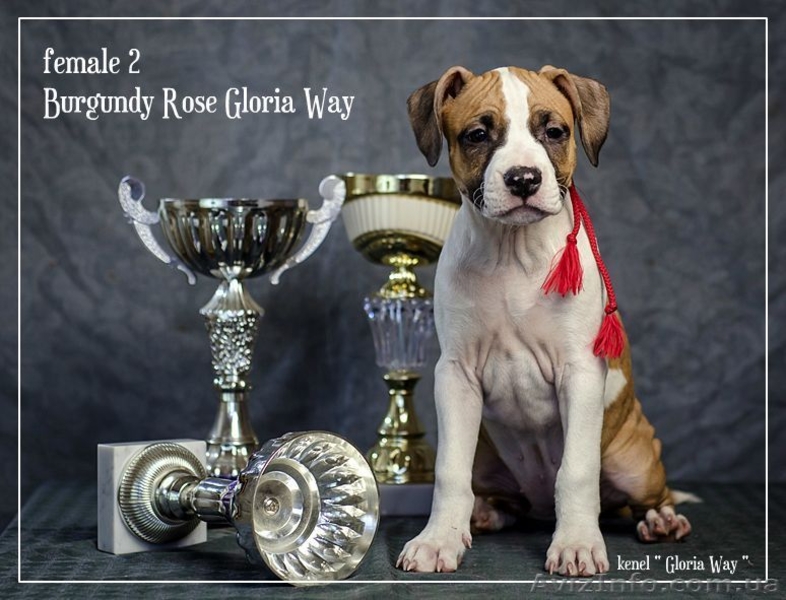 Выставочные щенки Американского Стаффордширского Терьера. - <ro>Изображение</ro><ru>Изображение</ru> #5, <ru>Объявление</ru> #198421