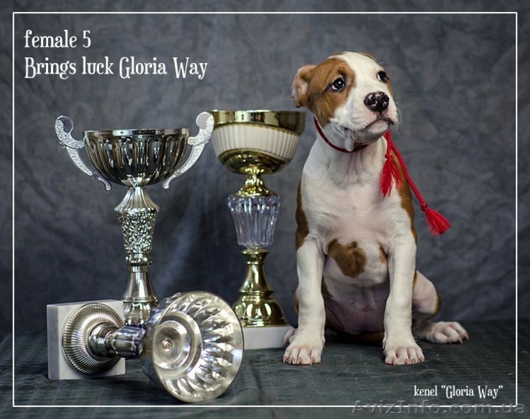 Выставочные щенки Американского Стаффордширского Терьера. - <ro>Изображение</ro><ru>Изображение</ru> #4, <ru>Объявление</ru> #198421