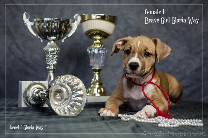 Выставочные щенки Американского Стаффордширского Терьера. - <ro>Изображение</ro><ru>Изображение</ru> #3, <ru>Объявление</ru> #198421