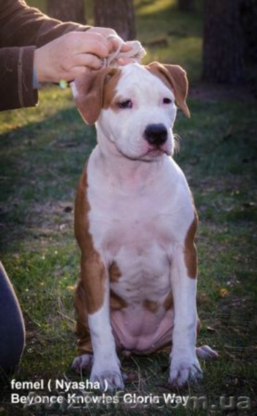 Высокопородные щенки американского стафф терьера  - <ro>Изображение</ro><ru>Изображение</ru> #3, <ru>Объявление</ru> #1070997