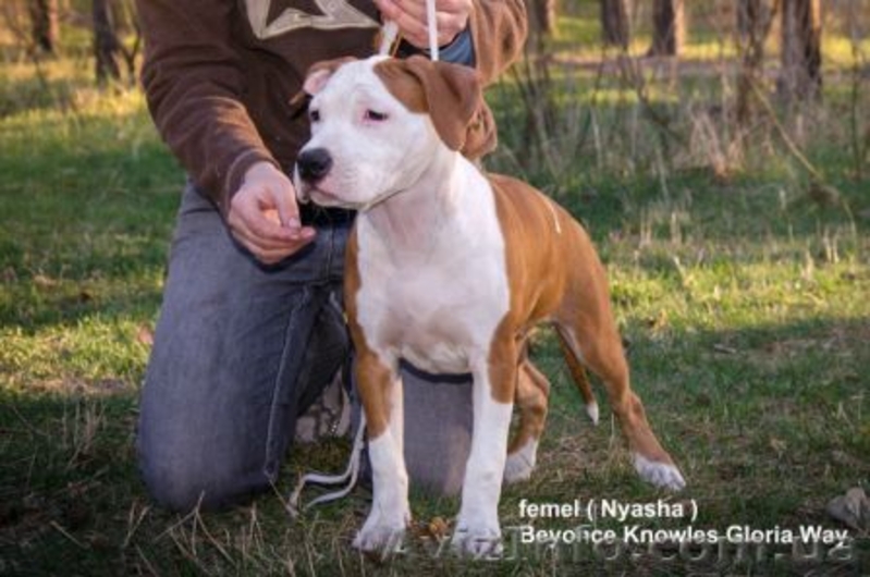 Высокопородные щенки американского стафф терьера  - <ro>Изображение</ro><ru>Изображение</ru> #4, <ru>Объявление</ru> #1070997