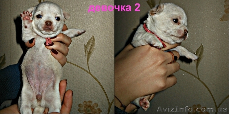 чихуахуа, щенки  питомник Angel Tonatiuh - <ro>Изображение</ro><ru>Изображение</ru> #3, <ru>Объявление</ru> #1072445
