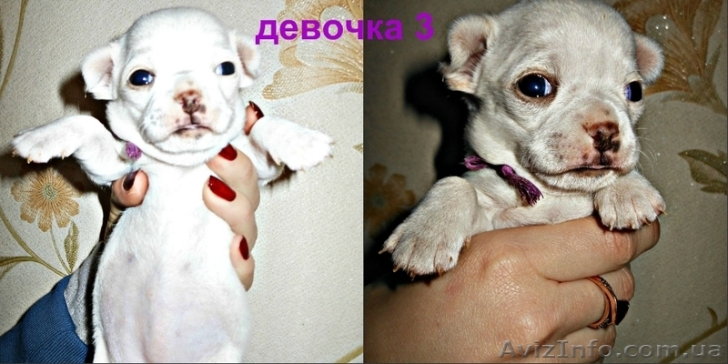 чихуахуа, щенки  питомник Angel Tonatiuh - <ro>Изображение</ro><ru>Изображение</ru> #4, <ru>Объявление</ru> #1072445