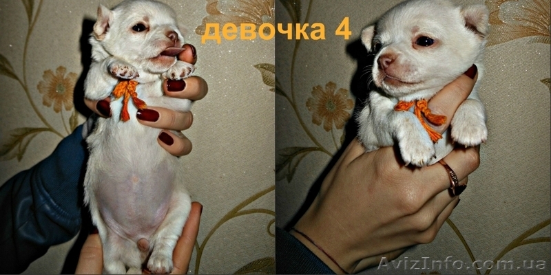 чихуахуа, щенки  питомник Angel Tonatiuh - <ro>Изображение</ro><ru>Изображение</ru> #5, <ru>Объявление</ru> #1072445