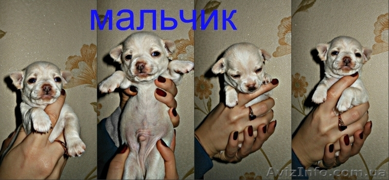 чихуахуа, щенки  питомник Angel Tonatiuh - <ro>Изображение</ro><ru>Изображение</ru> #6, <ru>Объявление</ru> #1072445