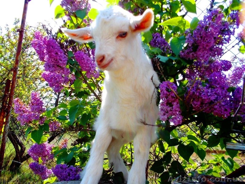 козленок заанененской породы - <ro>Изображение</ro><ru>Изображение</ru> #3, <ru>Объявление</ru> #1045753