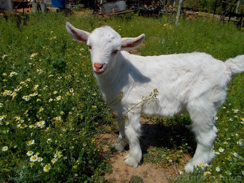 козленок заанененской породы - <ro>Изображение</ro><ru>Изображение</ru> #4, <ru>Объявление</ru> #1045753