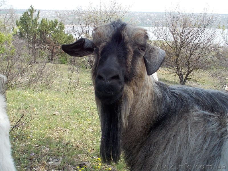 козленок заанененской породы - <ro>Изображение</ro><ru>Изображение</ru> #5, <ru>Объявление</ru> #1045753