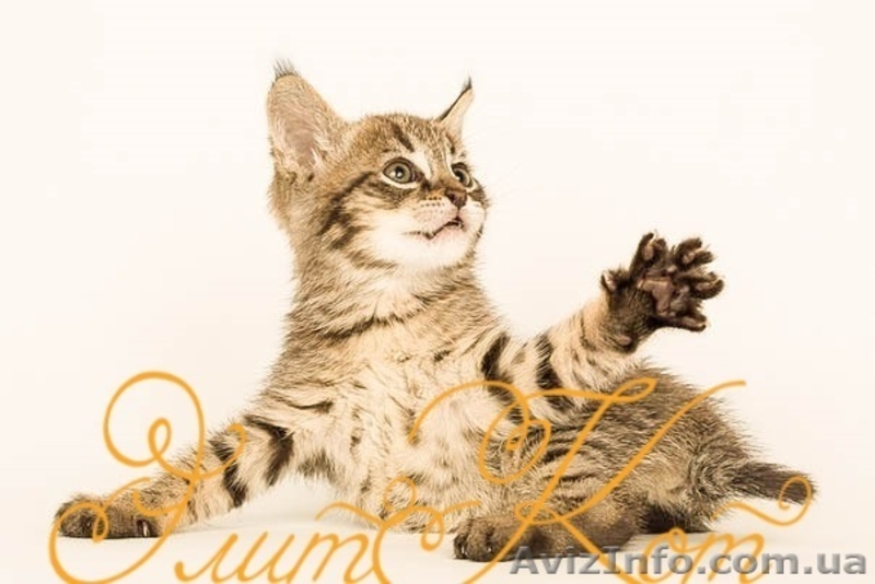 Продаются 2 чудесных мальчика Чаузи - <ro>Изображение</ro><ru>Изображение</ru> #3, <ru>Объявление</ru> #1093908