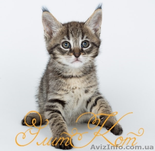 Котята породы Чаузи - <ro>Изображение</ro><ru>Изображение</ru> #4, <ru>Объявление</ru> #1088090