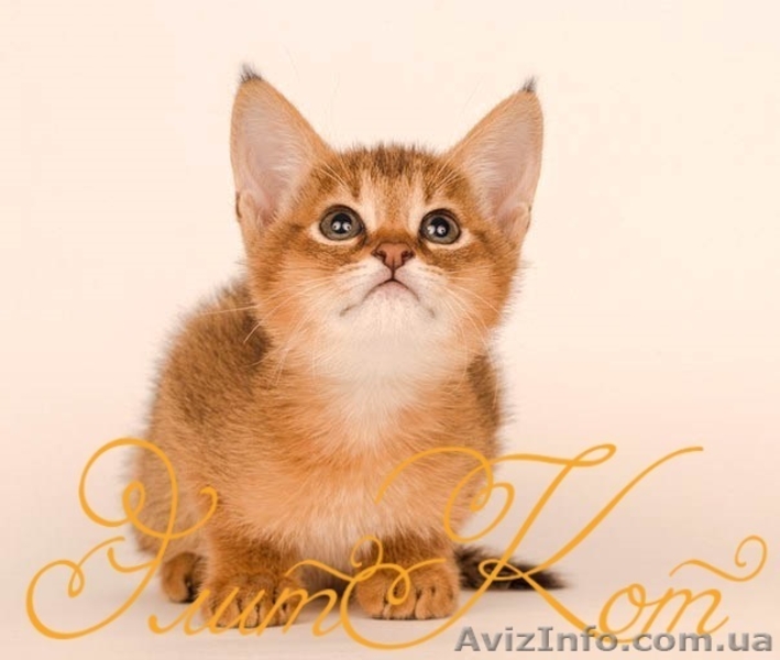 Продаются котята Чаузи ф1  - <ro>Изображение</ro><ru>Изображение</ru> #3, <ru>Объявление</ru> #1093903