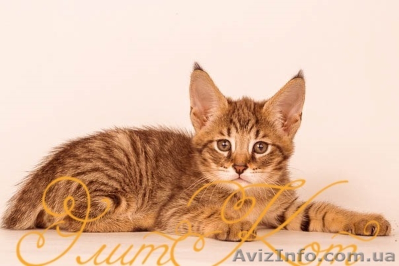 Продаются котята от Саванны и Камышового кота - <ro>Изображение</ro><ru>Изображение</ru> #3, <ru>Объявление</ru> #1093905