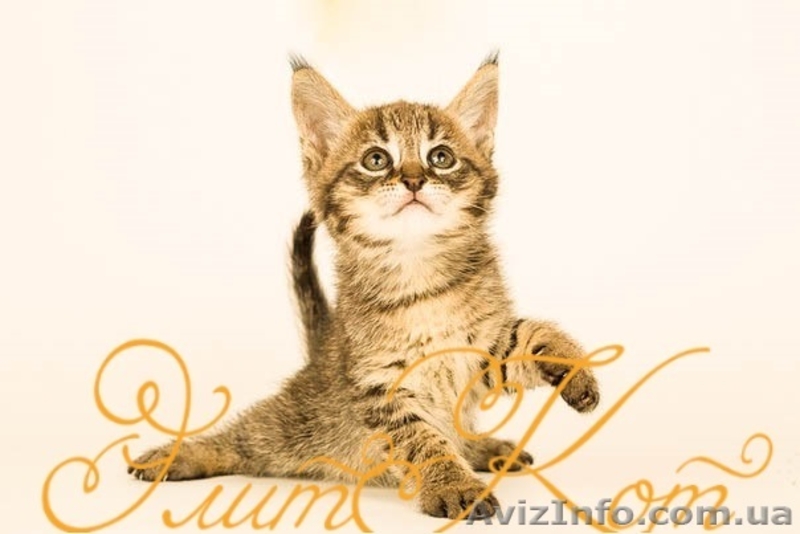 Продаются 2 чудесных мальчика Чаузи - <ro>Изображение</ro><ru>Изображение</ru> #4, <ru>Объявление</ru> #1093908