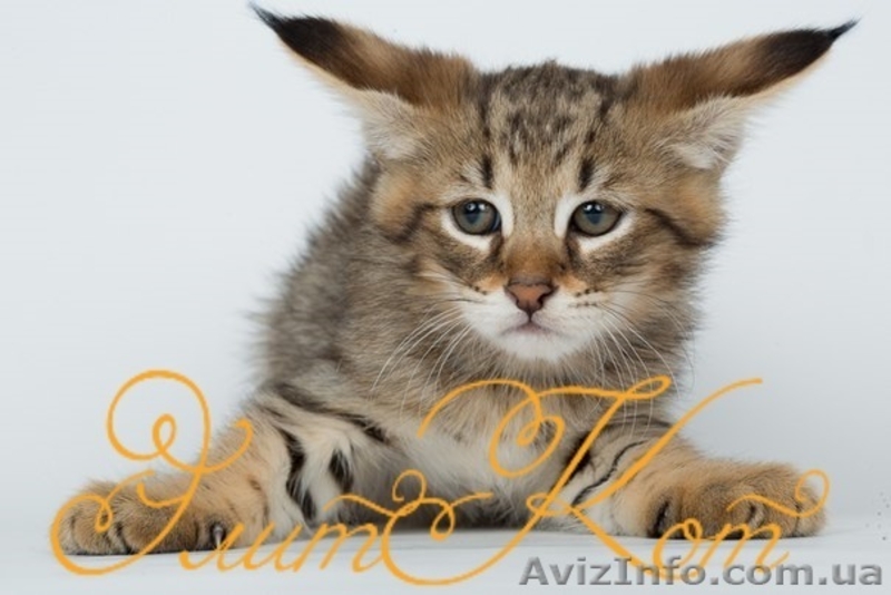 Продаются котята Чаузи - <ro>Изображение</ro><ru>Изображение</ru> #3, <ru>Объявление</ru> #1088088