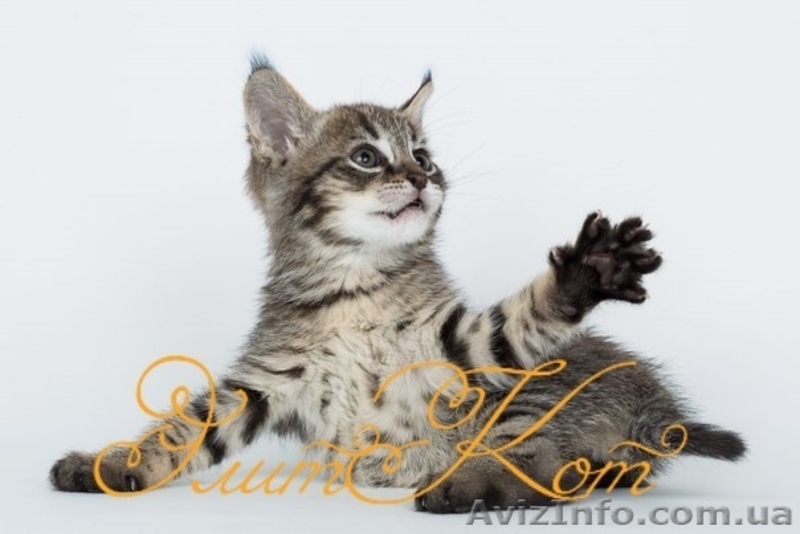 Котята породы Чаузи - <ro>Изображение</ro><ru>Изображение</ru> #3, <ru>Объявление</ru> #1088090