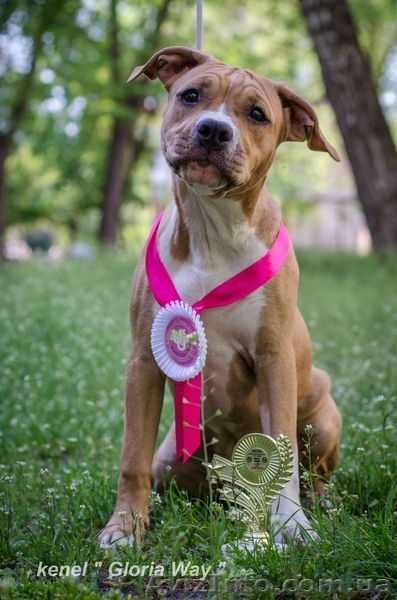 Щенки Американского Стаффордширского Терьера. - <ro>Изображение</ro><ru>Изображение</ru> #3, <ru>Объявление</ru> #297388