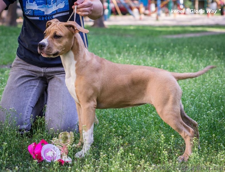 Щенки Американского Стаффордширского Терьера. - <ro>Изображение</ro><ru>Изображение</ru> #4, <ru>Объявление</ru> #297388