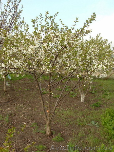 Земля у Хаджибееевского лимана. Ищем нового хозяина - <ro>Изображение</ro><ru>Изображение</ru> #4, <ru>Объявление</ru> #1118923