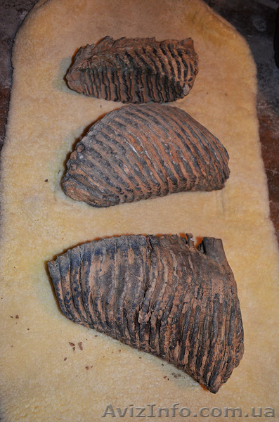 продам зубы моржа - <ro>Изображение</ro><ru>Изображение</ru> #3, <ru>Объявление</ru> #1118822