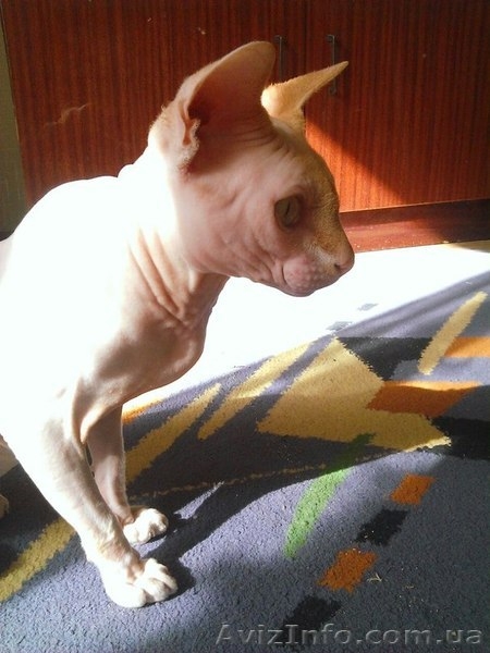 Замечательный кот Лысик - <ro>Изображение</ro><ru>Изображение</ru> #3, <ru>Объявление</ru> #1120519