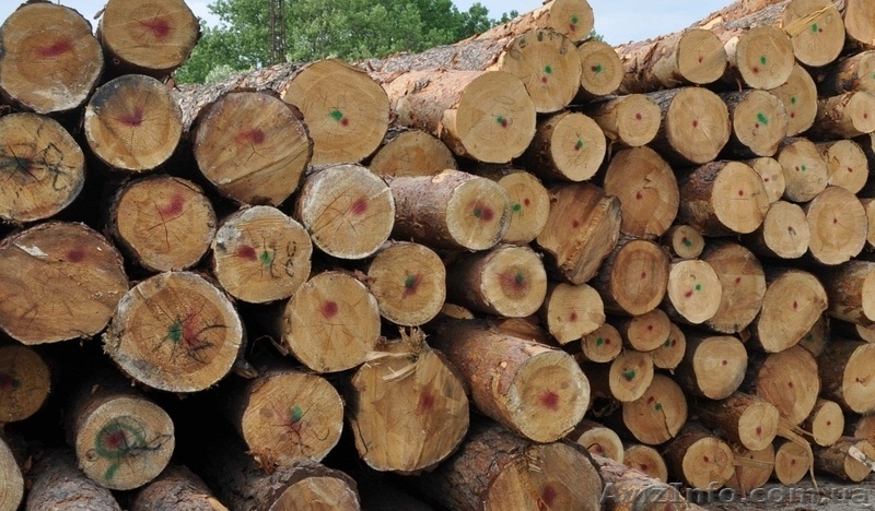 Погрузка леса в контейнера - <ro>Изображение</ro><ru>Изображение</ru> #3, <ru>Объявление</ru> #1168597