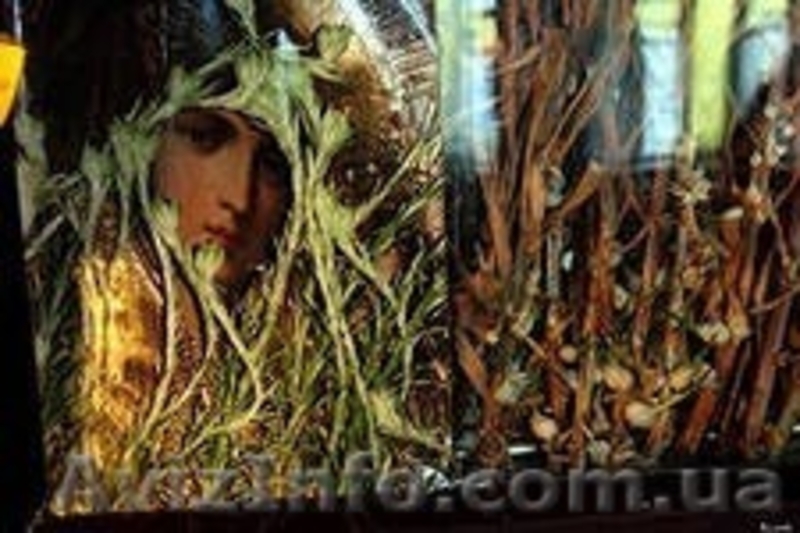 Поездки в Кулевче. - <ro>Изображение</ro><ru>Изображение</ru> #5, <ru>Объявление</ru> #1171133