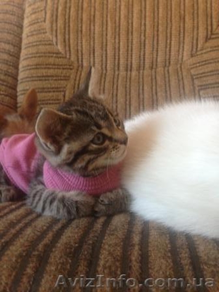 Отдам даром котят 1,5 мес. - <ro>Изображение</ro><ru>Изображение</ru> #3, <ru>Объявление</ru> #1172062