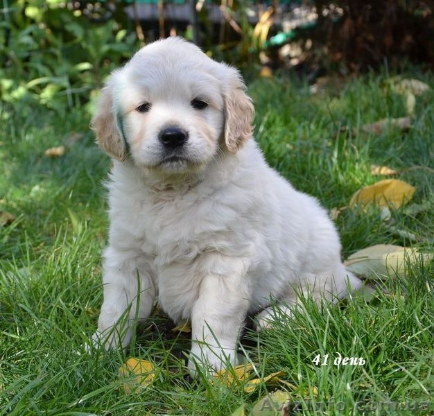 Перспективный щенок золотистого ретривера - <ro>Изображение</ro><ru>Изображение</ru> #3, <ru>Объявление</ru> #1172754