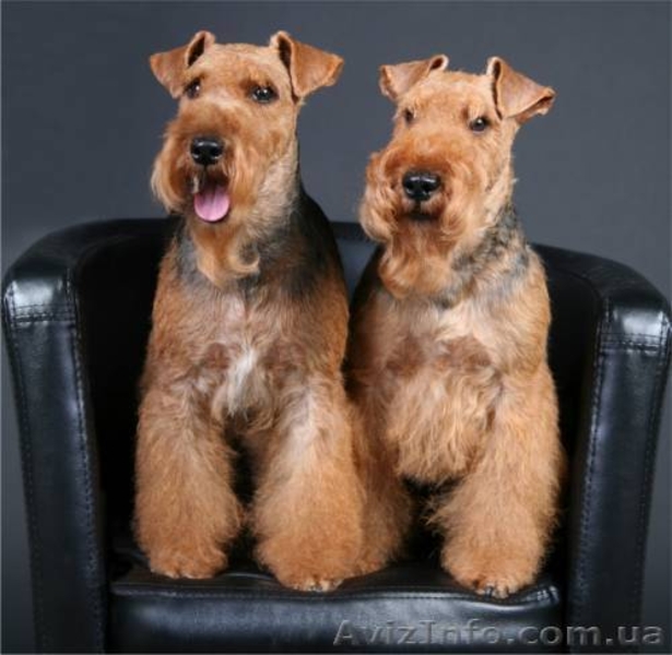 вельштерьера щенки - <ro>Изображение</ro><ru>Изображение</ru> #3, <ru>Объявление</ru> #1188630