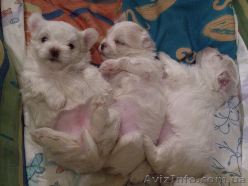 Продаются щенки мальтийской болонки - <ro>Изображение</ro><ru>Изображение</ru> #3, <ru>Объявление</ru> #1187272