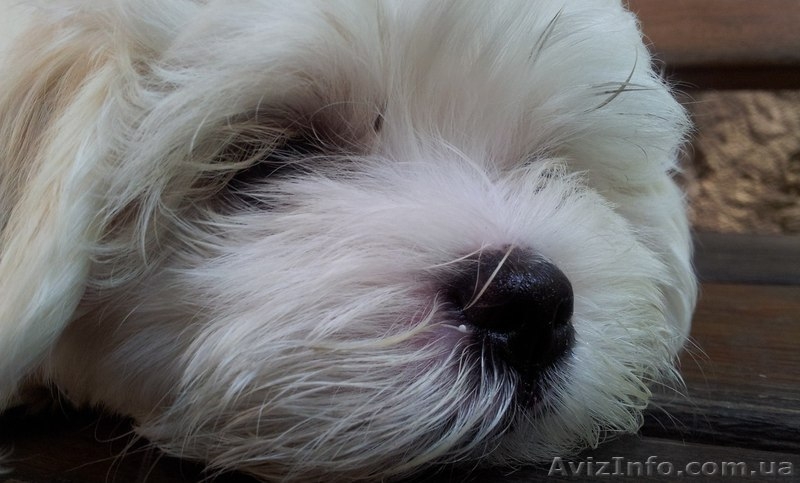 Продаются щенки мальтийской болонки - <ro>Изображение</ro><ru>Изображение</ru> #4, <ru>Объявление</ru> #1187272