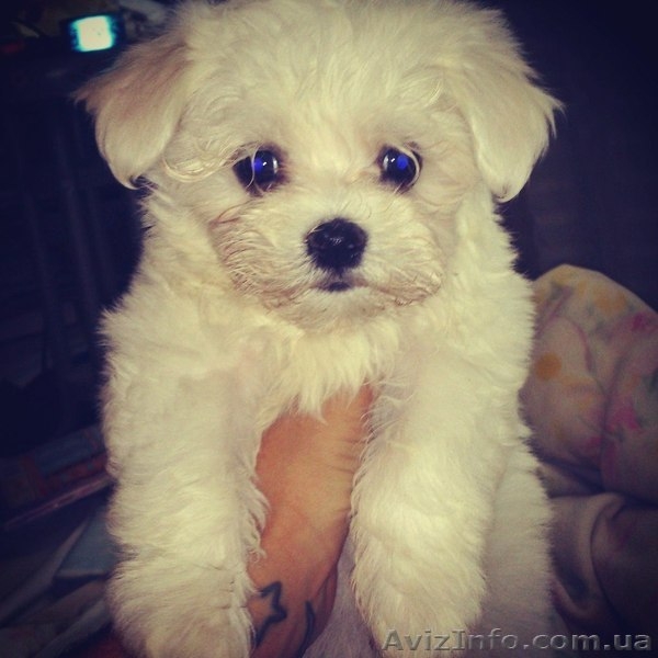 Продаются щенки мальтийской болонки - <ro>Изображение</ro><ru>Изображение</ru> #5, <ru>Объявление</ru> #1187272