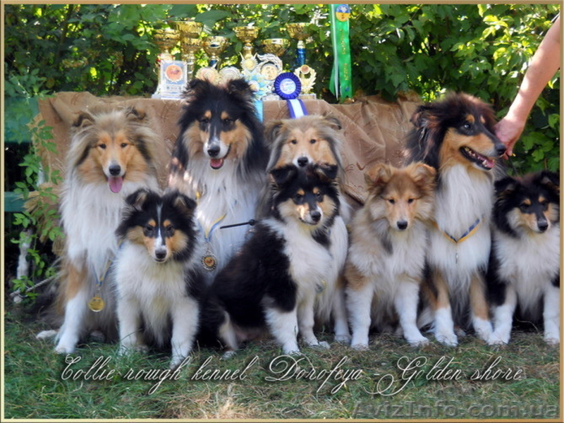 Щенки колли длинношёрстной в питомнике - <ro>Изображение</ro><ru>Изображение</ru> #3, <ru>Объявление</ru> #1218831