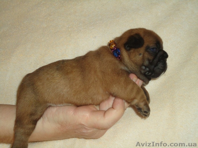 Прекрасные экстерьерные щенки - <ro>Изображение</ro><ru>Изображение</ru> #3, <ru>Объявление</ru> #1241912