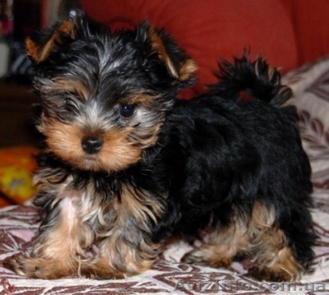 Замечательный малыш йоркширского терьера !!! - <ro>Изображение</ro><ru>Изображение</ru> #3, <ru>Объявление</ru> #1263343