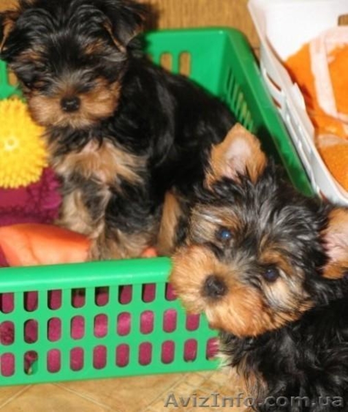 Замечательный малыш йоркширского терьера !!! - <ro>Изображение</ro><ru>Изображение</ru> #4, <ru>Объявление</ru> #1263343