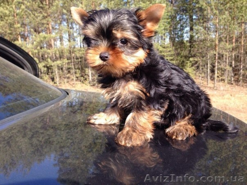 Замечательный малыш йоркширского терьера !!! - <ro>Изображение</ro><ru>Изображение</ru> #5, <ru>Объявление</ru> #1263343
