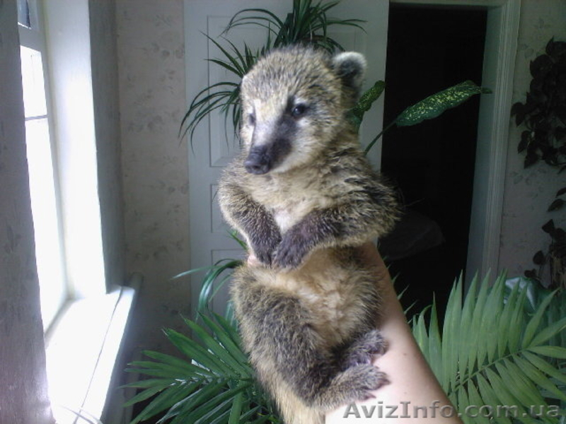 Купить Енот полоскун, Носуха, Скунсы. Продам, можно у нас. - <ro>Изображение</ro><ru>Изображение</ru> #3, <ru>Объявление</ru> #1275311