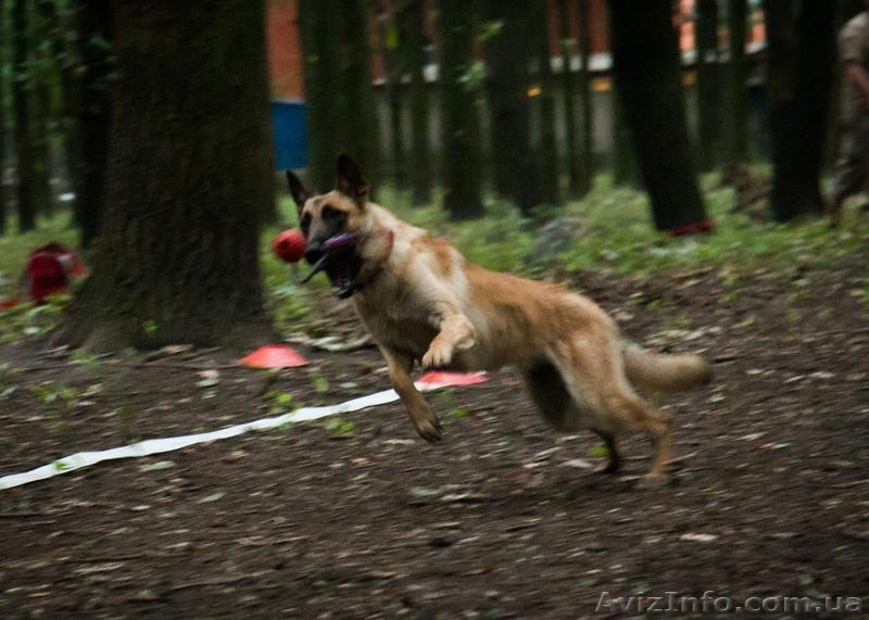 Бельгийская овчарка (Малинуа) - <ro>Изображение</ro><ru>Изображение</ru> #3, <ru>Объявление</ru> #1274334