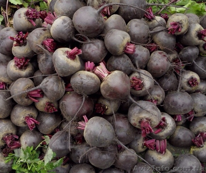 Продам свой лук, огурец урожая 2015 в Овидиополе - <ro>Изображение</ro><ru>Изображение</ru> #3, <ru>Объявление</ru> #1283830