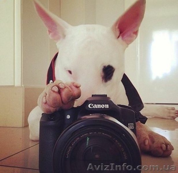 Щенки бультерьера - <ro>Изображение</ro><ru>Изображение</ru> #4, <ru>Объявление</ru> #1285064