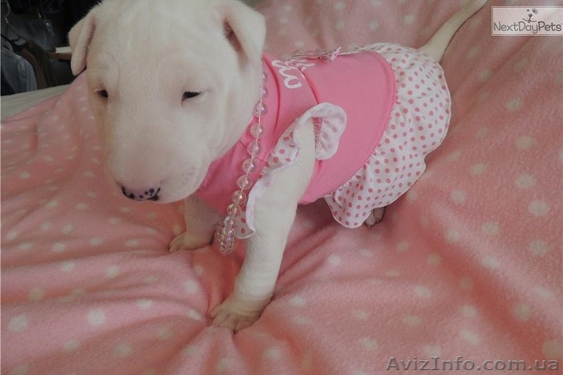 Щенки бультерьера - <ro>Изображение</ro><ru>Изображение</ru> #3, <ru>Объявление</ru> #1285064